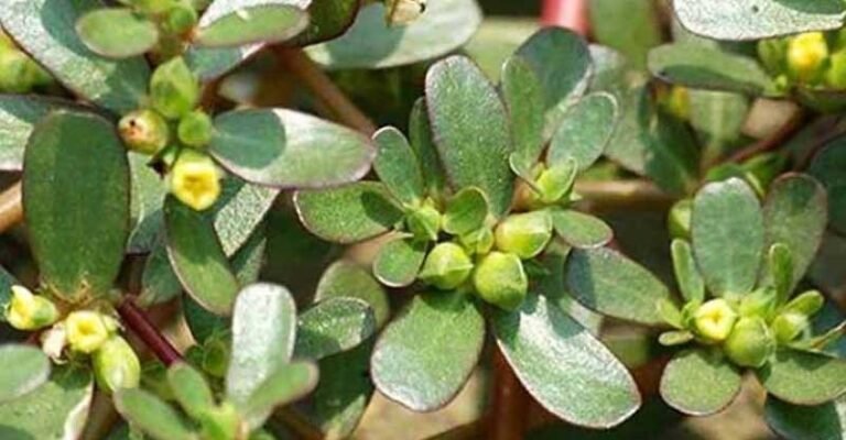 Sử dụng thảo mộc để phòng, chữa bệnh cho cá