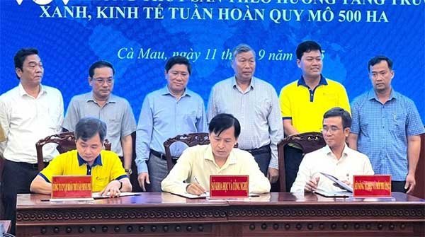 Cà Mau triển khai mô hình 1.500 ha tôm siêu thâm canh