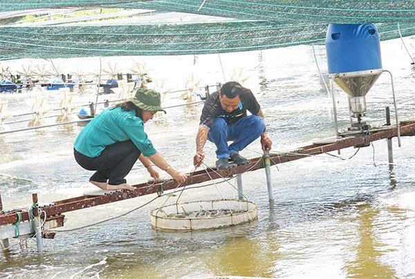 Bảo vệ tôm nuôi nước lợ trong mùa mưa