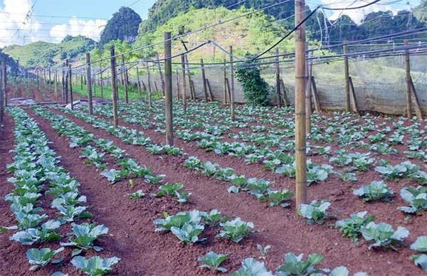 Chủ động ứng phó thời tiết, tập trung phát triển rau vụ đông