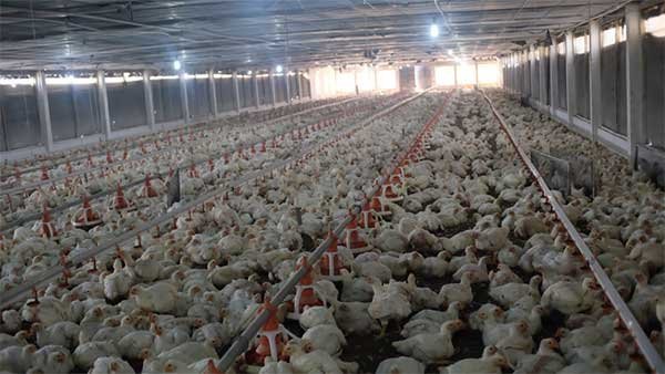 Tây Ninh: Chăn nuôi ổn định nhưng vẫn còn tiềm ẩn nguy cơ bùng phát dịch bệnh