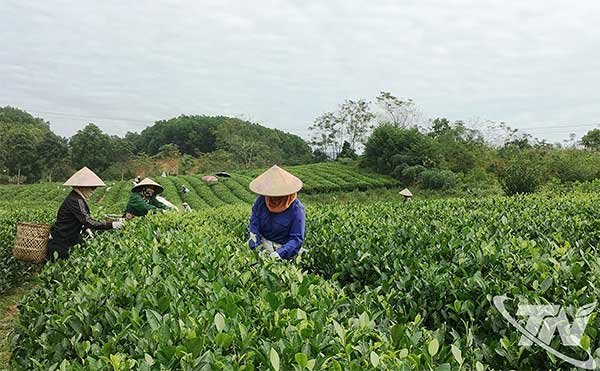 Phát triển chè đặc sản – Dư địa còn nhiều