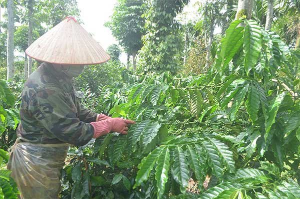 Chủ động phòng, chống sâu bệnh cho cây công nghiệp