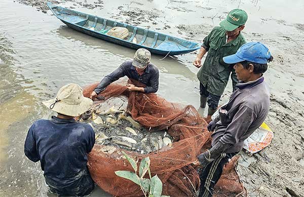 Cần Thơ: Diện tích nuôi thủy sản đạt hơn 73.990ha 