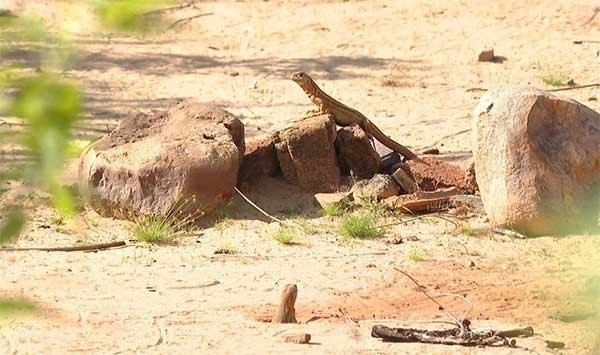 Dông khu Lê – Đặc sản trứ danh vùng cát trắng