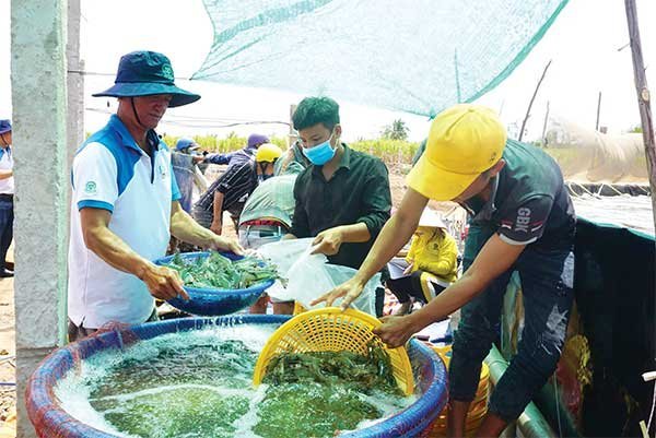 Đưa con tôm quay về thị trường nội địa để phát triển song hành, bền vững 