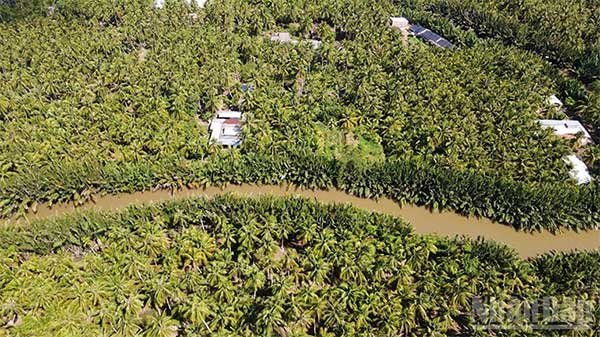 Chắp cánh thương hiệu dừa sáp Trà Vinh