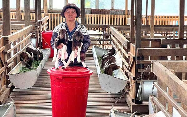 Lâm Đồng: Dược sĩ nuôi dê tuần hoàn ở Bảo Lộc