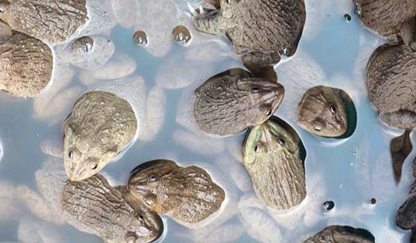 Kinh nghiệm nuôi ếch Thái Lan