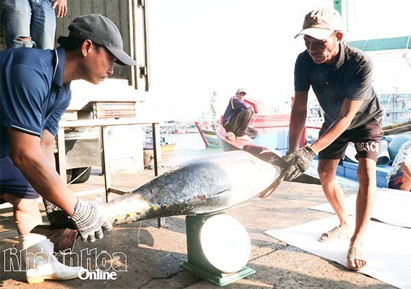 Nhiều sản phẩm hải sản của Việt Nam đứng trước nguy cơ mất thị trường Mỹ