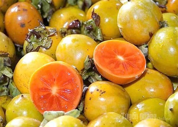 Tuyên Quang: Hồng không hạt Yên Lập