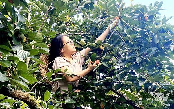 Thái Nguyên: Đặc sản vùng cao khẳng định thương hiệu