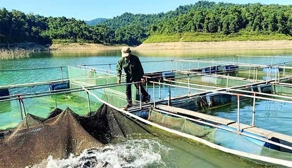 Hà Tĩnh: Tăng cường các biện pháp khắc phục, ổn định sản xuất, phòng chống dịch bệnh NTTS sau mưa bão