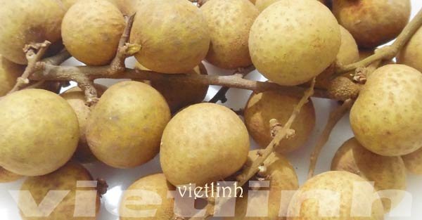 Vĩnh Long: Sản lượng thu hoạch cây lâu năm tăng 38%