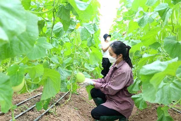 Khả thi mục tiêu 65 tỷ USD xuất khẩu nông, lâm, thủy sản