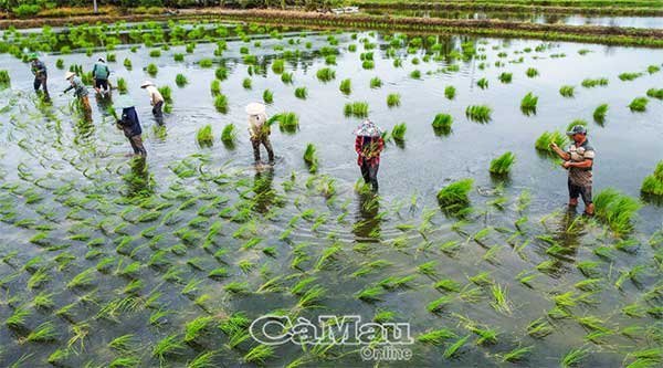 Khẩn trương xuống giống vụ lúa tôm