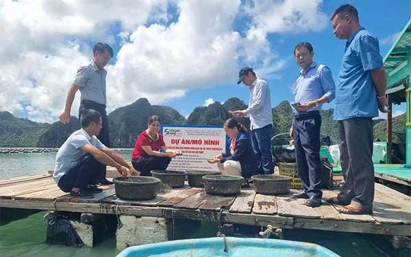 Nghiệm thu mô hình nuôi thương phẩm ngao hai cùi (Tapes conspersus) gắn với liên kết tiêu thụ sản phẩm