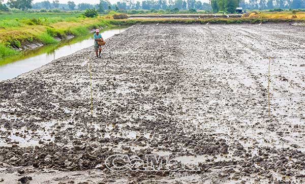 Nông dân khởi động vụ lúa trên đất nuôi tôm