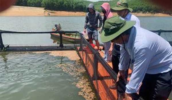 Mô hình nuôi cá lồng bè trên hồ chứa nước Hóc Dọc mang lại hiệu quả kinh tế cao