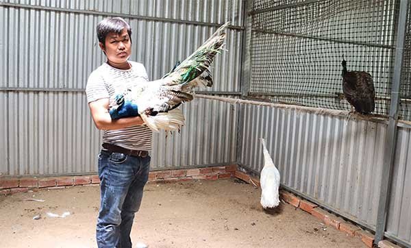 Nuôi chim công cho thu nhập cao