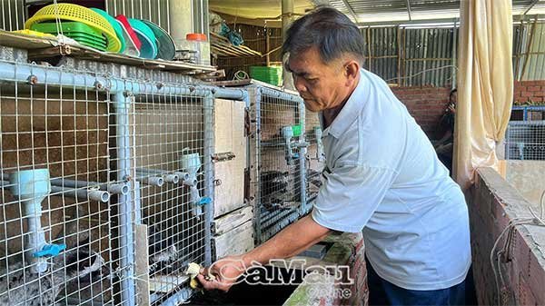 Tăng thu nhập nhờ nuôi cua đinh, chồn hương