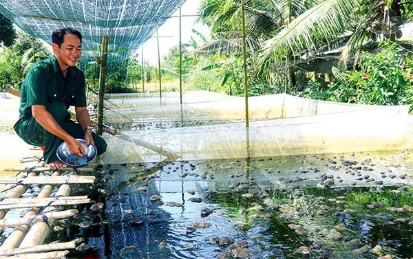 Nuôi ếch kết hợp cá thát lát – nguồn lợi bền vững 