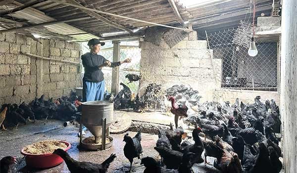 Làm giàu từ nuôi gà đen H’Mông
