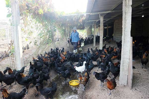 Mở hướng chăn nuôi gà H’Mông trên vùng đất cát