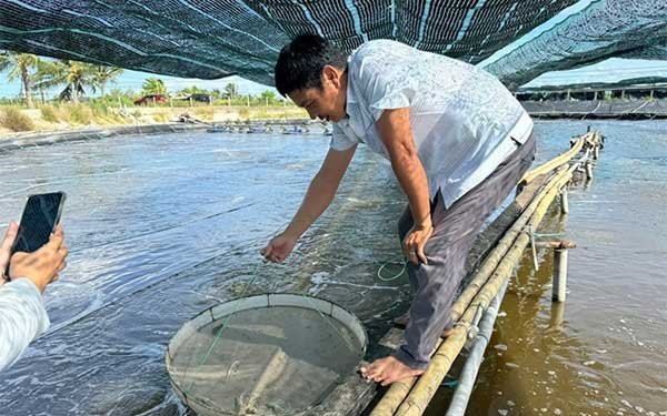 Quảng Trị: Nuôi tôm 2 giai đoạn, hướng đi hiệu quả cho các vùng nuôi ven sông