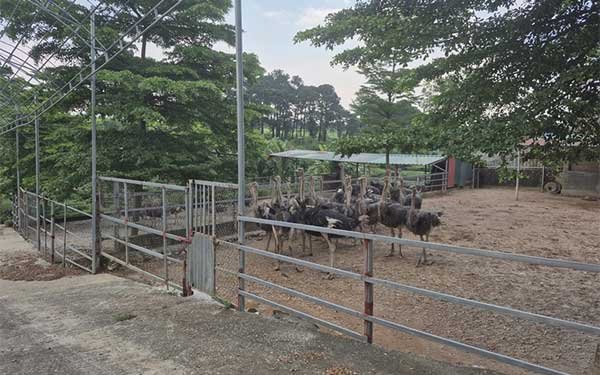 Sản phẩm OCOP miền núi Thủ đô- Bước chuyển mình từ bản sắc đến thương hiệu