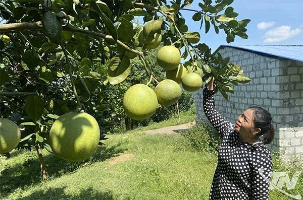 Thái Nguyên: Phát triển cây ăn quả ở các xã vùng cao