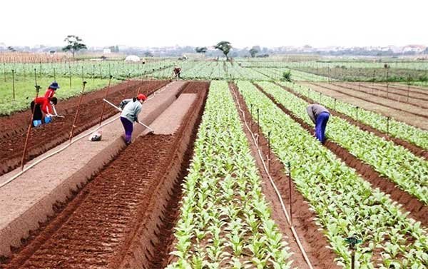 Hà Nội: Sản xuất xuất nông, lâm nghiệp và thủy sản tăng trưởng tích cực