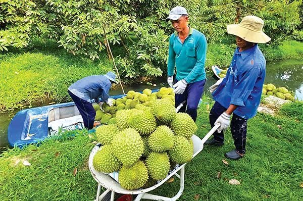 Chuẩn hóa sản xuất sầu riêng để đạt chất lượng xuất khẩu 