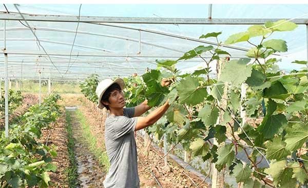 Thành công từ mô hình trồng nho ứng dụng công nghệ cao