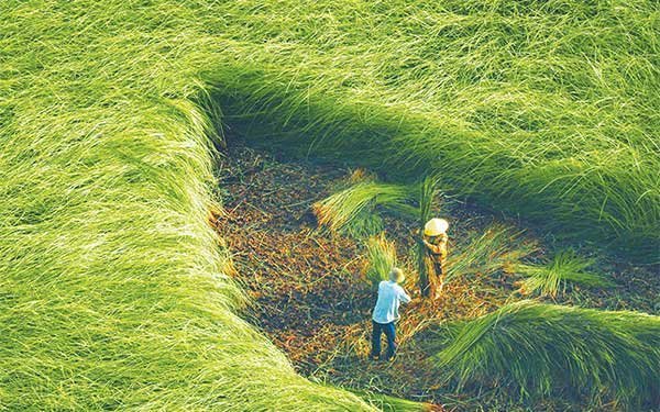 Mùa thu hoạch cỏ lác ở Càng Long 