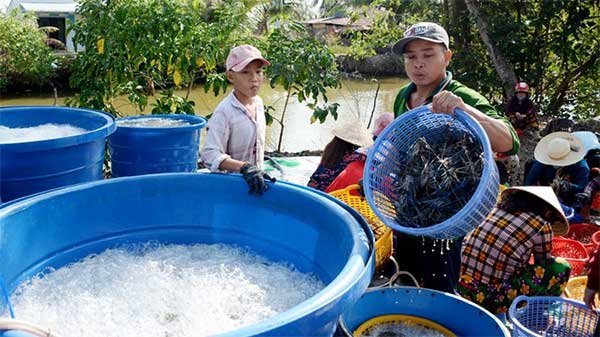 An Giang: Nông dân vùng Miệt Thứ phấn khởi vì tôm tăng giá