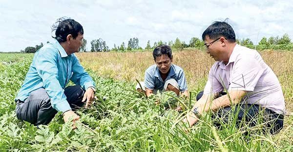 Thu nhập ổn định nhờ trồng dưa hấu 