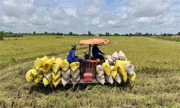 An Giang: Sản lượng lúa thu hoạch đạt gần 6,5 triệu tấn