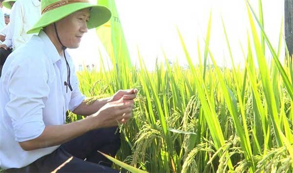 Trồng lúa hữu cơ – hướng đi bền vững