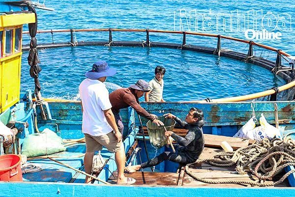 Vươn khơi nuôi biển: Thách thức của người tiên phong