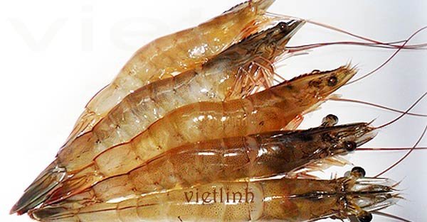 Vĩnh Long: Gần 1.960ha tôm sú, tôm thẻ nhiễm bệnh