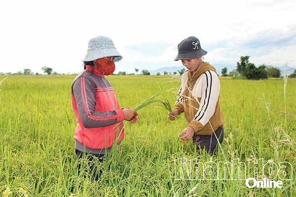 Nỗ lực xây dựng thương hiệu cho nông sản miền núi