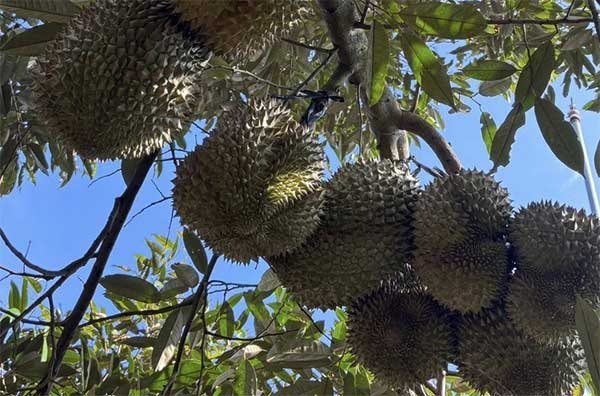 Xuất khẩu rau quả phục hồi nhờ sầu riêng