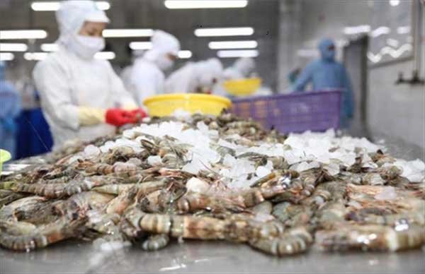 Xuất khẩu thủy sản sang EU: Cập nhật quy định mới và công cụ hỗ trợ từ AGRINFO