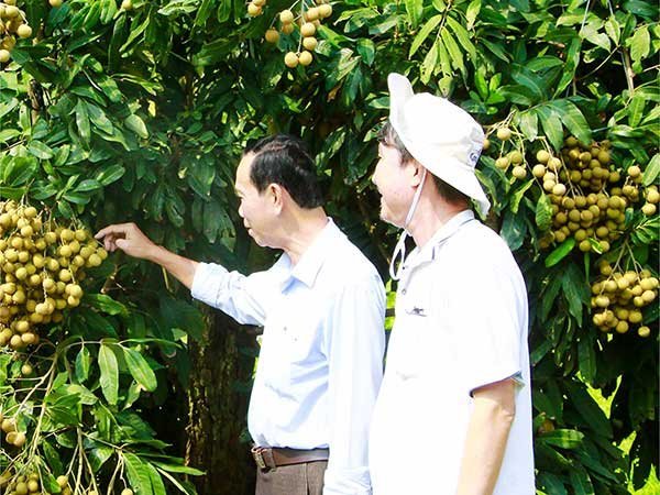 Vĩnh Long: Hiệu quả sản xuất cây ăn trái rải vụ