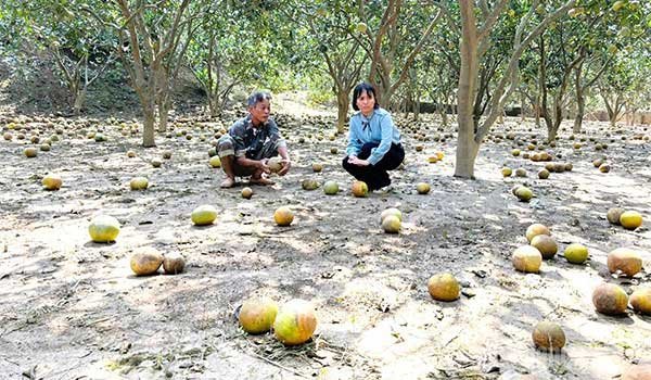 Chăm sóc cây ăn quả sau lũ