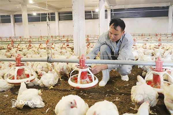 Ngành chăn nuôi đảm bảo nguồn cung dịp Tết Nguyên đán 2026