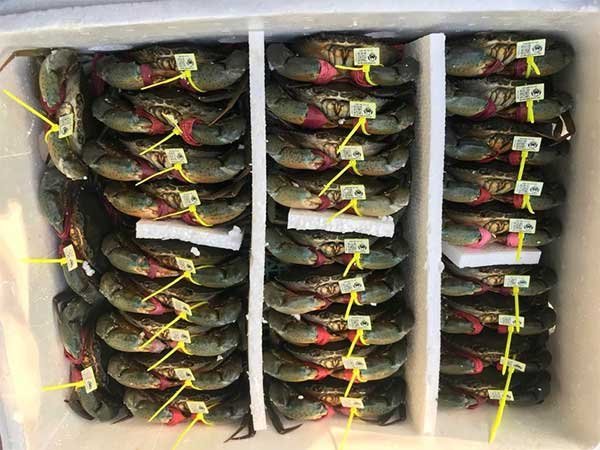 Nâng tầm chất lượng, danh tiếng và giá trị kinh tế cua Cà Mau