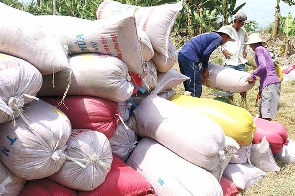 Giá nhiều loại lúa tăng, giá xoài Đài Loan tăng, giá nhiều loại ớt giảm