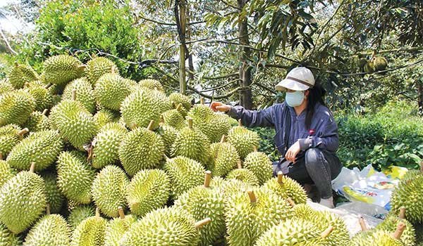 Giải pháp phát huy hiệu quả canh tác cây ăn trái ở ĐBSCL 